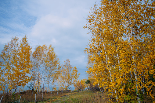 Autumn trail along the lakes shore. Yellow birches branches against a cloudy sky. Tranquil nature landscape.