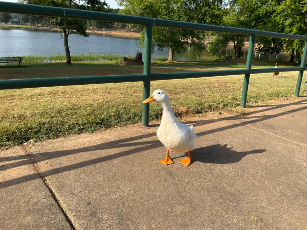 istock Duck on Sidewalk at Lake 1410649179