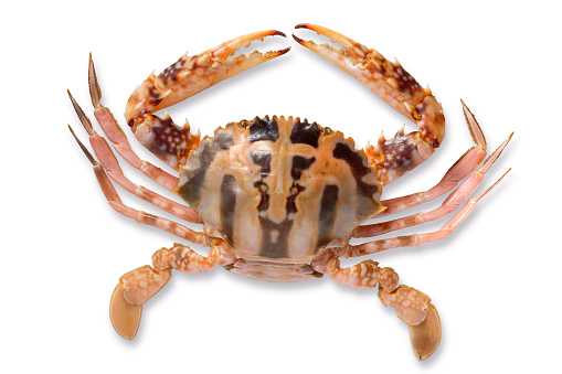 Top View of Raw Musk Crab, Scientific Name Charybdis cruciata, on Isolated White Background with Clipping Path.