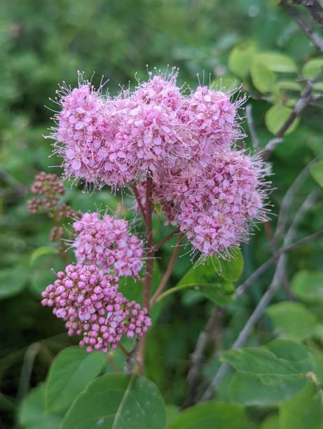 istock Wildflower Herb Spiraea Flower 1410651208