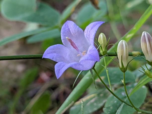 야생화 허브 캄파눌라 벨 플라워 - wildflower lush foliage outdoors campanula 뉴스 사진 이미지