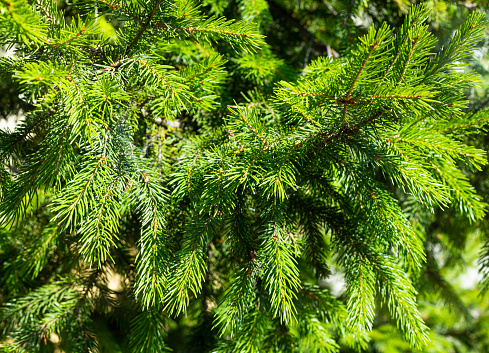 Background of branches of a Christmas tree. Beautiful background for the design.