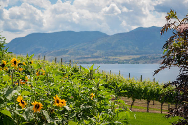 캐나다 브리티시 컬럼비아의 와이너리에서 포도원과 오카나간 호수가있는 해바라기 - okanagan penticton lake okanagan lake 뉴스 사진 이미지