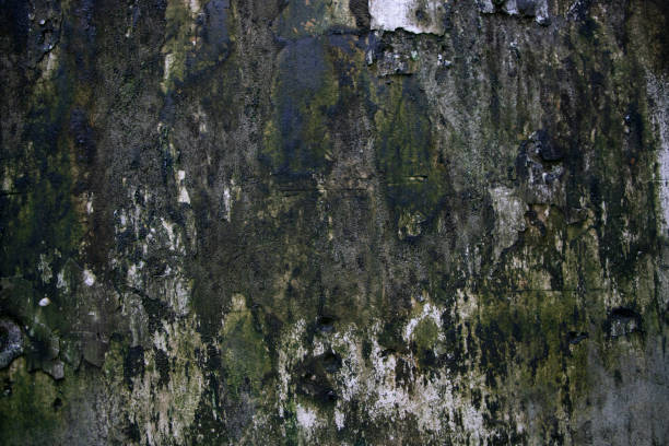 istock Fungi Green Moss Texture abstract background concrete wall. Rusty, Grungy, Gritty Vintage Background 1410651905