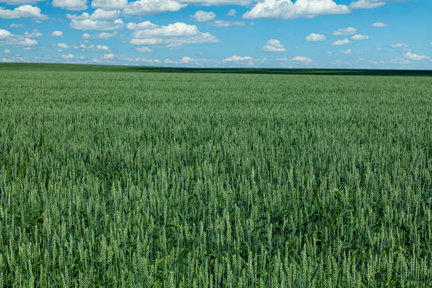 istock Green field with young wheat shoots 1410651912