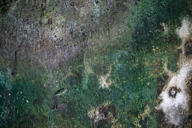 istock Fungi Green Moss Texture abstract background concrete wall. Rusty, Grungy, Gritty Vintage Background 1410651977