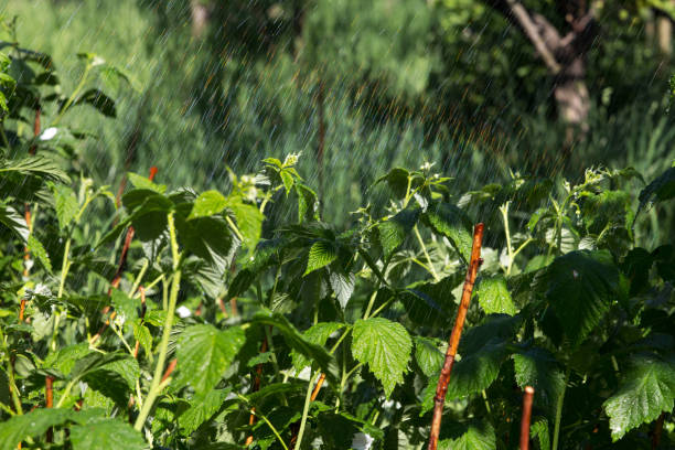 Rain generously pours green garden and shrubs of growing raspberries stock photo