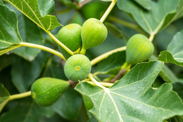istock Young figs on the branch of a fig tree 1410653151