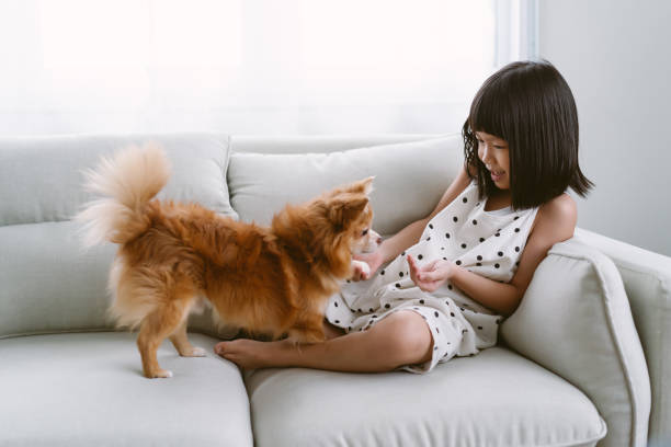 retrato de menina bonitinha fazendo aulas de treinamento de obediência de cachorro chihuahua com seu animal de estimação, olhar para a sobremesa na mão do dono, amizade entre criança e cão, conceito de treinamento de cachorro. - cute animal asia brown - fotografias e filmes do acervo