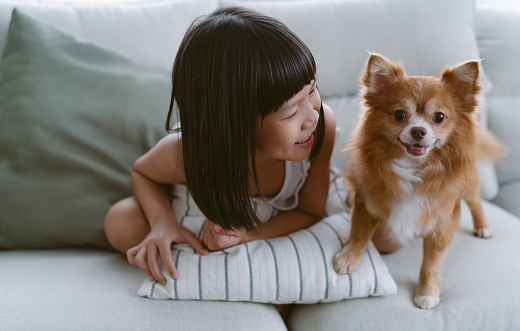Cute little Asian girl play with brown pretty chihuahua pet dog sitting on sofa in living room at home. Children and friendship, Animal care. Happy childhood and Lifestyle concept.