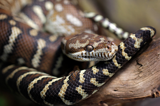 Studio shot of a python forming a circle shape, isolated on a white background, to easily select the snake and use it as a design element, with selective focus on the snake's head.