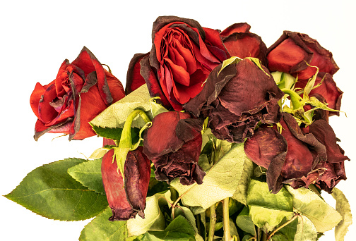 Bouquet of Wilted Red Roses