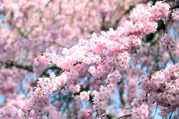 istock Pink cherry blossoms against a blue and white sky 1410654659