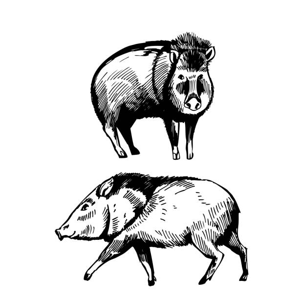 Peccari  pig. Sketch  illustration. Hand-drawn   peccary (family Tayassuidae,  javelina). Vector sketch  illustration. javelina stock illustrations