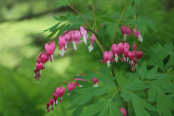 istock Pink Bleeding heart flowers in bloom in the spring 1410655013