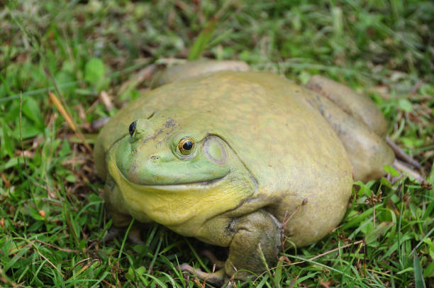 istock Giant African Bullfrog on green grass. 1410656133