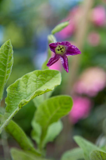 istock Tobacco plant blooming 1410656139