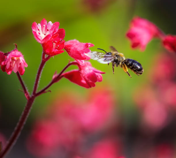 istock Bee flying to a red heuchera flower 1410656513