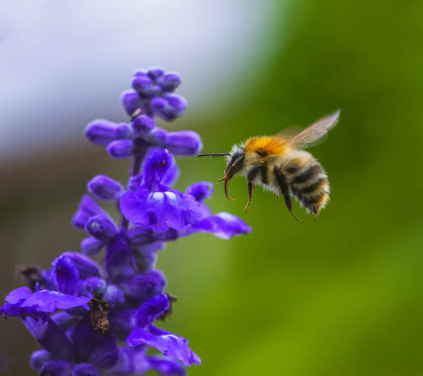 abeja cardadora común volando hacia una flor de salvia púrpura - bee macro insect close up fotografías e imágenes de stock