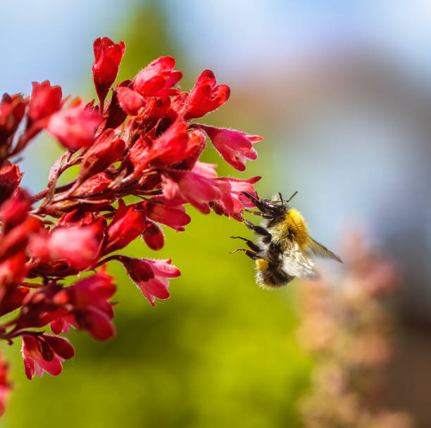 Macro of a common carder bee flying to a red heuchera flower blossom