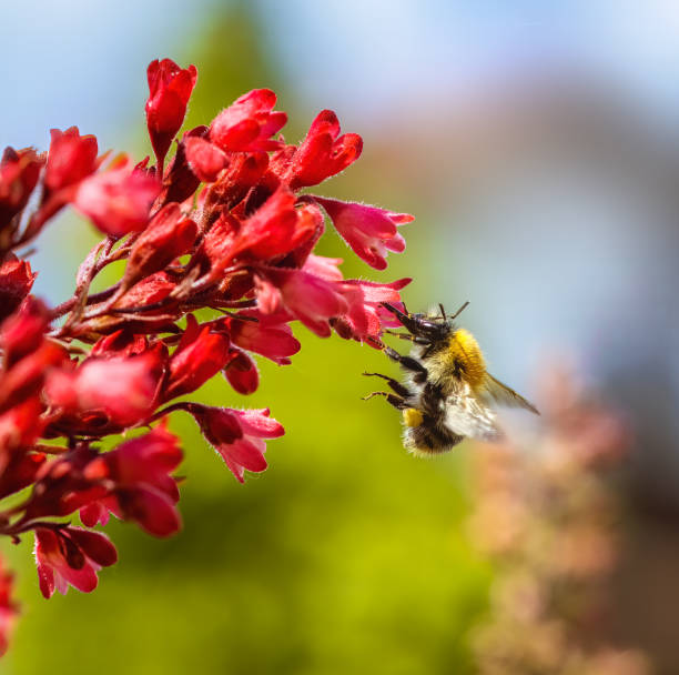Common carder bee flying to a red heuchera flower stock photo