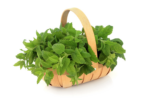 Lemon balm herb in a garden basket used in natural herbal plant medicine and food cooking. Used to treat anxiety, bloating, stress, insomnia, cold sores, nausea. Immune system boosting. On white.