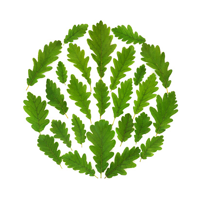 Oak tree leaf abstract eco friendly logo symbol with loose green leaves in circular design. Ecological design element for environmentally friendly signs and logos. On white background.