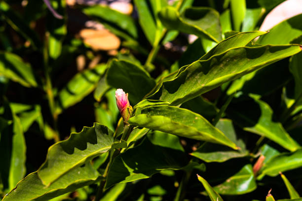 Small pink and white flower bud on leafy branch, tight focus on front  dark green leaf background
