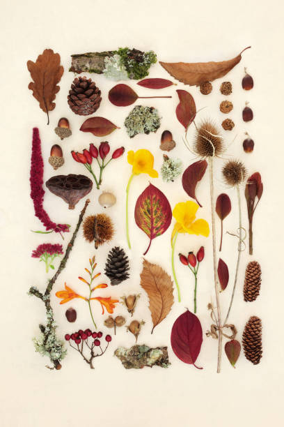 istock Autumn Nature Study with Leaves Flowers and Fruit 1410657693
