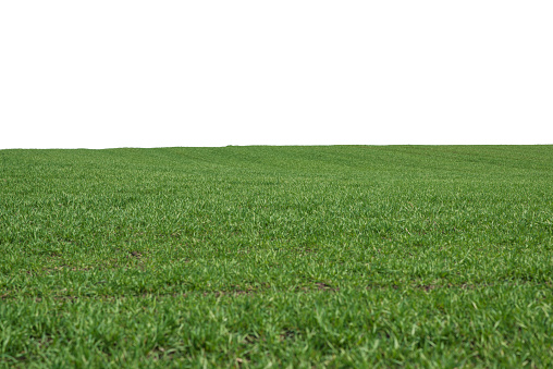 Green field with blue sky as a background.  Green grass in spring.