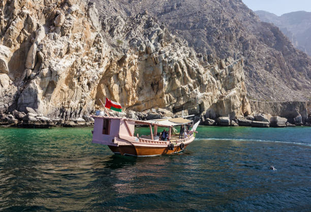 Khasab, Oman: Dolphins and tourist dhow boats, fjords of Musandam peninsula. stock photo