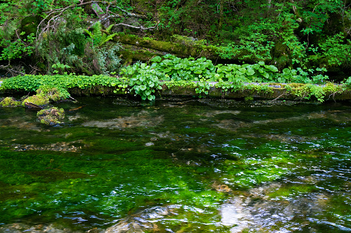 Shimizu River clear stream and natural horseradish, Kamikochi June