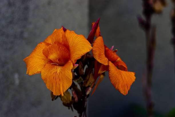 Red Orange African Canna Lily close-up, neutral gray background, purple stems