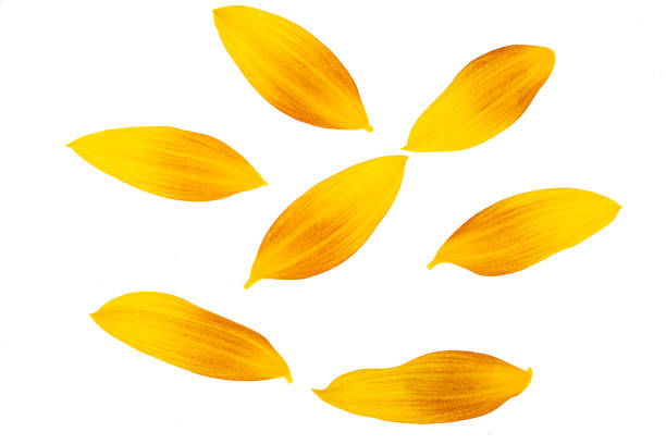 istock sunflower petals isolated 1410663665