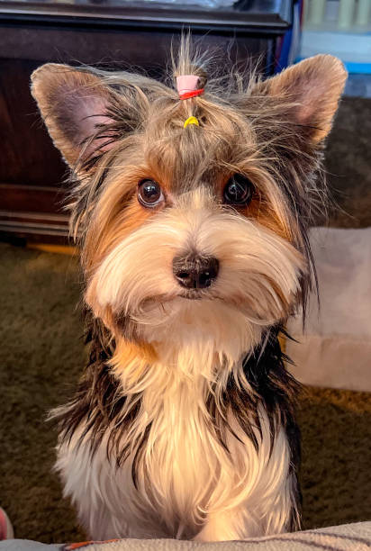 istock Abby the Biewer Terrier puppy 1410664090