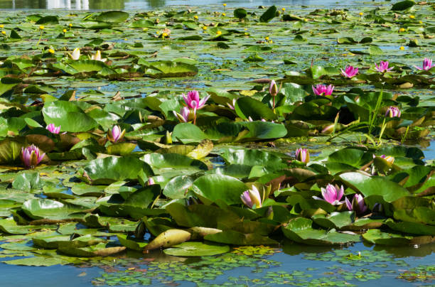 istock water lily growing on a pond in summer 1410665199