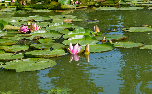 Victoria amazonica water lilies, in the plant family Nymphaeaceae, with very large green leaves that lie flat on the water's surface and is found in the Pantanal, Brazil.