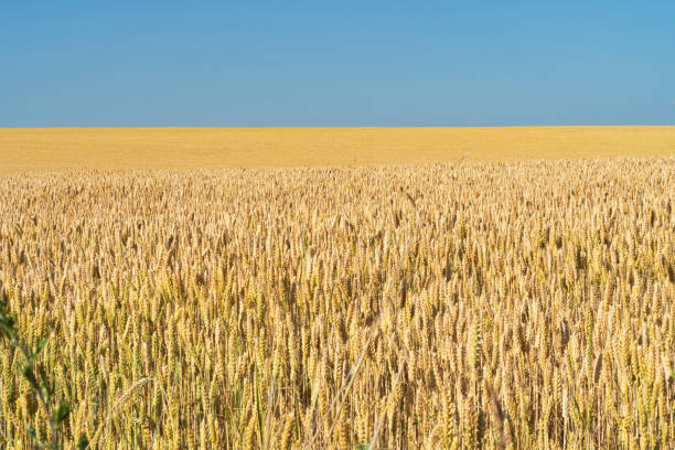istock wheat field on a sunny day 1410665243