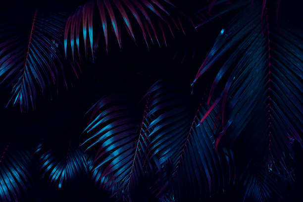 istock tropical palm leaf on dark nature background 1410665620