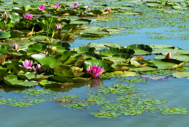 istock water lily growing on a pond in summer 1410666280