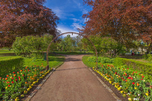 Beautiful view of colorful tulips flower beds in park on green lawn background. Sweden.