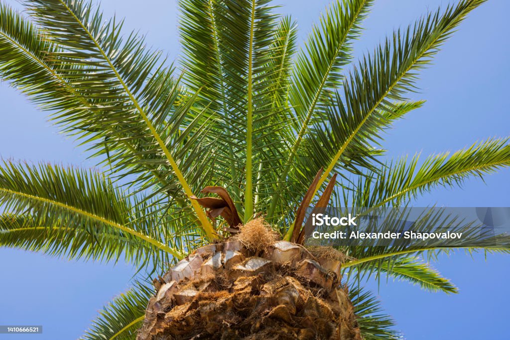 Close up view of ananas formed top of palm tree isolated on blue sky background. Greece. Electronic Organizer Stock Photo