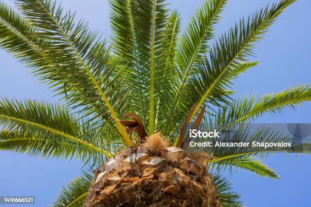 Close Up View Of Ananas Formed Top Of Palm Tree Isolated On Blue Sky Background Greece Stock Photo - Download Image Now
