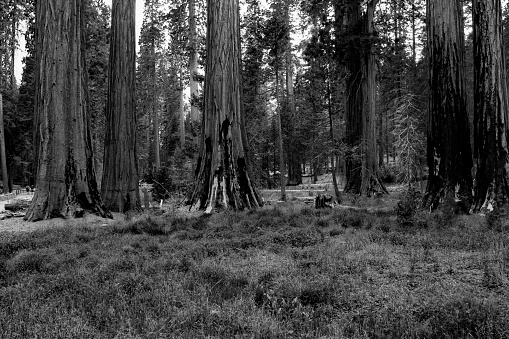 Black and White Tree Grove. Yosemite National Park, California.