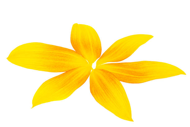 istock sunflower petals isolated 1410667714