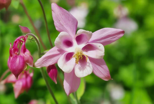 istock close-up of pink columbines 1410667980