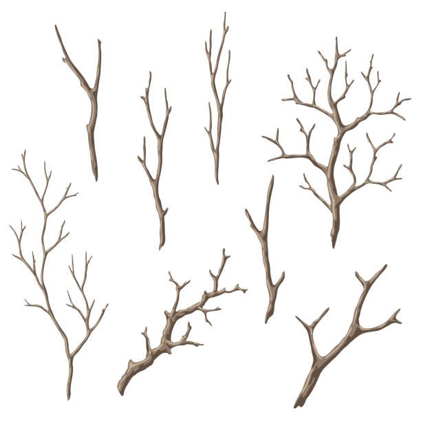 набор сухих голых веток. декоративные натуральные веточки. - bare tree dry tree branch stock illustrations