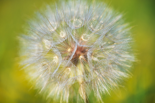 dandelion summer background close up