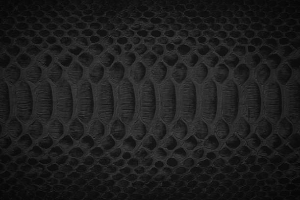 istock black snake skin texture, reptile leather as background 1410669603