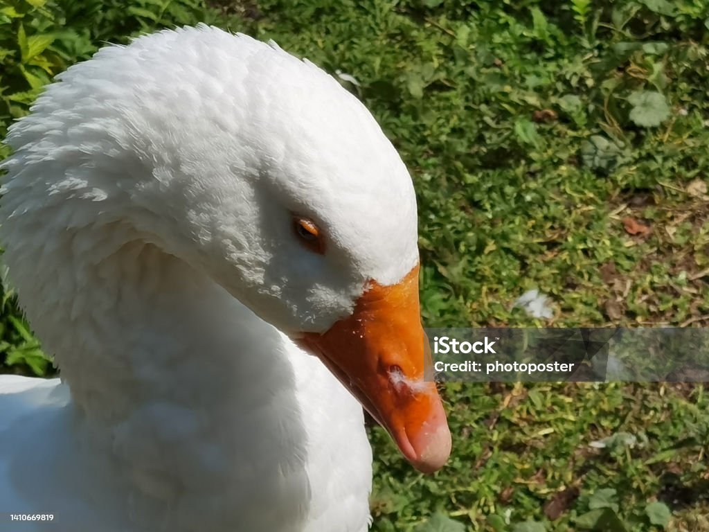 Neugierige Gans Curious goose in the Fuenfmuehlen valley near Guttenbach in Baden in Germany on 24.7.2022 Color Image Stock Photo